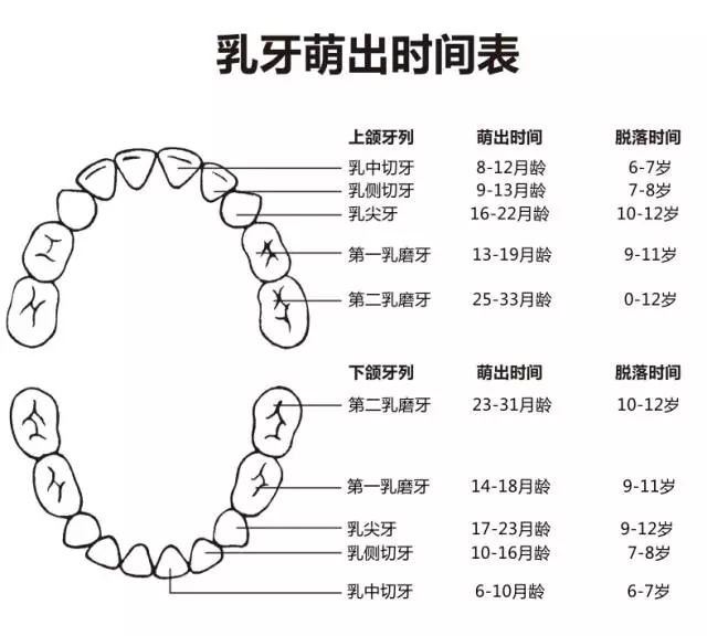 尚佳專業(yè)月嫂丨何時長牙才算正常？